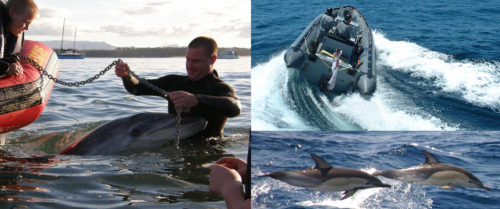 sean kelly dolphins marine boat