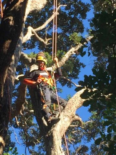 Pacific7 Specialist Contractors Tree Felling New Zealand